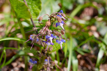 Spring flowers in the forest