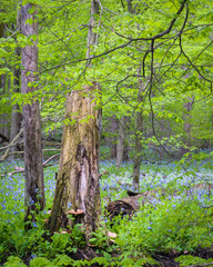 A carpet of wildflowers and a canopy of emerging leaves creates a tapestry of spring color