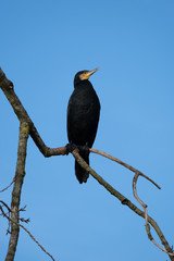 Fototapeta premium Kormoran sitzt auf Ast im Baum am frühen morgen im Gegenlicht