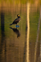 Ein Kormoran am morgen, in Spiegelung auf der Gewässeroberfläche