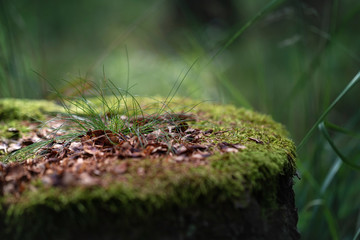 Fototapeta premium Still life in the woods - old stump covered with moss and on it grows grass and shamrocks in beautiful light and green bokeh