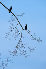 Kormoran sitzt auf Ast im Baum am frühen morgen im Gegenlicht