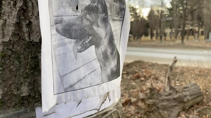 Missing pet poster with information about lost or found German Shepherd dog, missing dog flyer on a tree close-up.