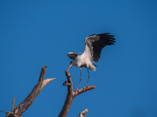 Woodstork