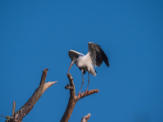 Woodstork