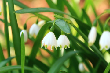 snowdrops on green background