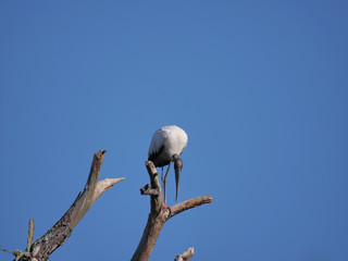 Obraz premium Woodstork