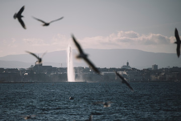Fototapeta na wymiar Geneva fountain with gulls