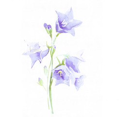 bluebell on white background