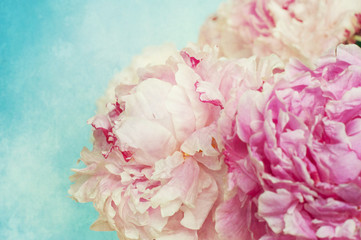 Peonies flower