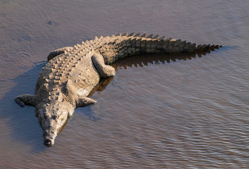 Crocodile taking a sun bath at Tarcoles River, Costa Rica