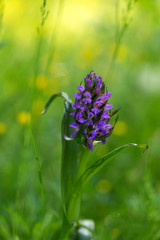 Orchids Dactylorhiza majalis - May Orchid, purple orchid flowers in beautiful green bokeh of spring grass