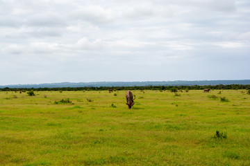 Naklejka na ściany i meble Kudu Grazing At Addo Elephant National Park