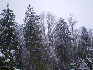 Fototapeta premium View of some firs covered by snow.