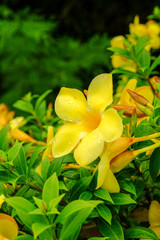 Fototapeta na wymiar Yellow flower in green nature background