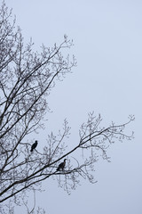 Kormoran sitzt auf Ast im Baum am frühen morgen im Gegenlicht