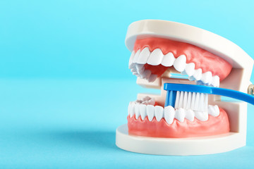 Teeth model with toothbrush on blue background