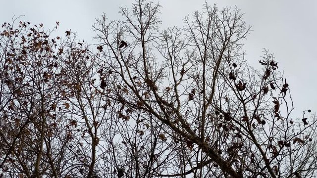 Flock of crows on tree topsin autumn, flying crow, black silhouettes of birds on bare branches against a cloudy sky.