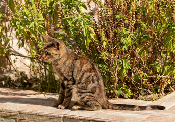 The young predator. Striped cat. The animal is exploring the environment. Fuzzy's in town.