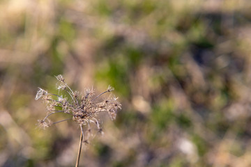 Dry flower close-up on the background of spring grass