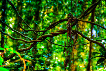 green leaves on a tree