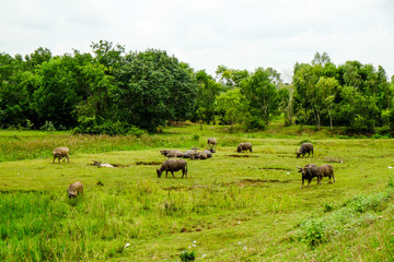 Group of buffalo in the green field