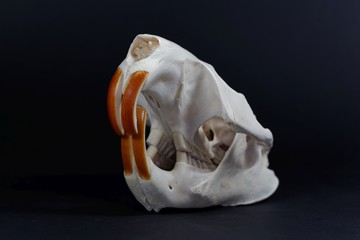 Skull of a Eurasian beaver, Castor fiber