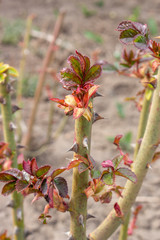 Shoot of a rose flower bush, spring sprout with young leaves blooming on a sunny day in a flowerbed. Plant care and pest and disease management.