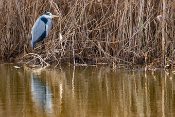 Graureiher sitzt im Schilff