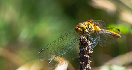 libellule ©  - Erick M - 