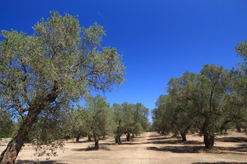 Fototapeta premium Italian olive grove