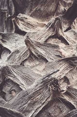 Close up picture of a palm tree trunk, color toned natural abstract background.