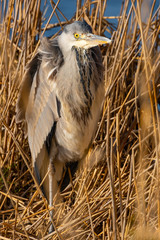 Graureiher sitzt im Schilff