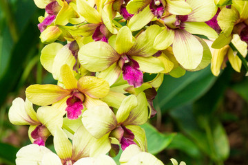 Dendrobium sri siam orchid flower in Singapore