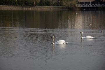 A pair of mute swans are gliding by in the calm pond in the park Pildammsparken in Malmö, Sweden