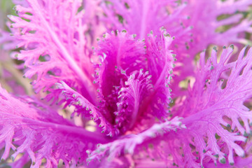 Naklejka premium pink flower