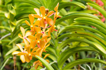 Aranda lumberger gold orchid flower in Singapore