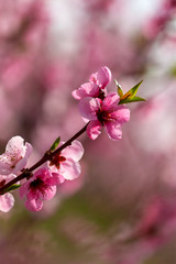 Twig of blooming pink peach tree flowers with beautiful bokeh
