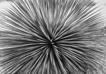 Obraz premium Abstract Native Plant