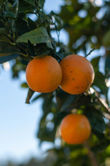 a few ripe oranges on a branch