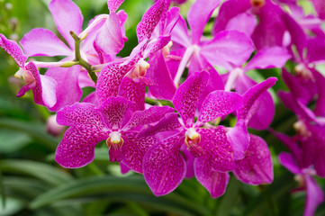 Aranda bandarayaku orchid flower in Singapore closeup