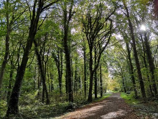 Obraz premium Woodland Pathway