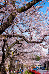 東京都 文京区 播磨坂さくら並木