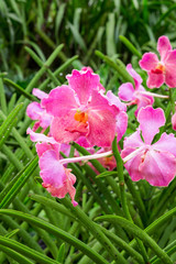 Papilionanda tan hoon siang orchid flower in Singapore