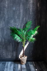 Howe Forster. Palm plant in a pot in front of the wall - dark tones. Palm houseplant against a dark gray wall in the sun