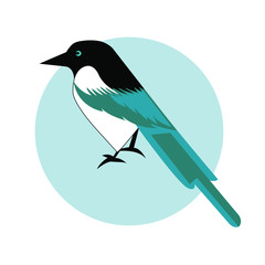Magpie illustration