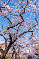 東京都 文京区 播磨坂さくら並木