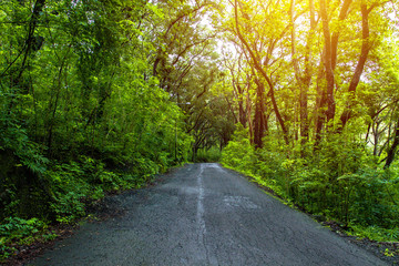 Countryside road in the middle of tropical forest