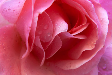 Petali di fiore rosa bagnati dalla pioggia.