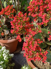 In Spring season lots flower are grow to people makes happy in different colour and shade . Lots of flower are grow in the terrace garden